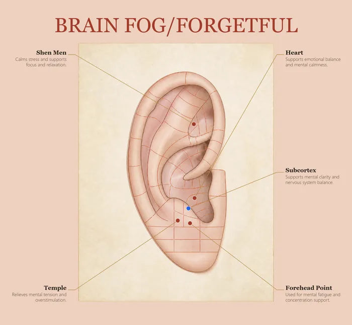 Brain Fog & Forgetfulness ear seed map